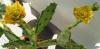 Opuntia humifusa syn. Opuntia compressa di Patrizia.jpg